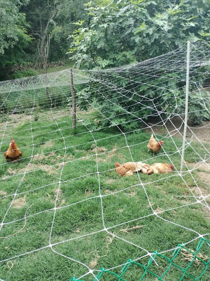 Casa Relax Immersa Nel Verde Della Natura Casalborgone Eksteriør bilde